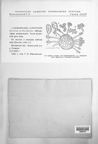 Microsphaera alphitoides image